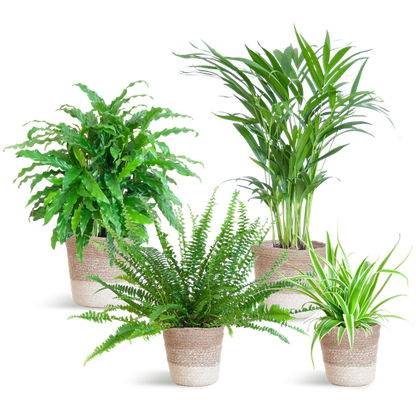 Animal Friendly Green Set with Lisbon Baskets White - 4 Plants