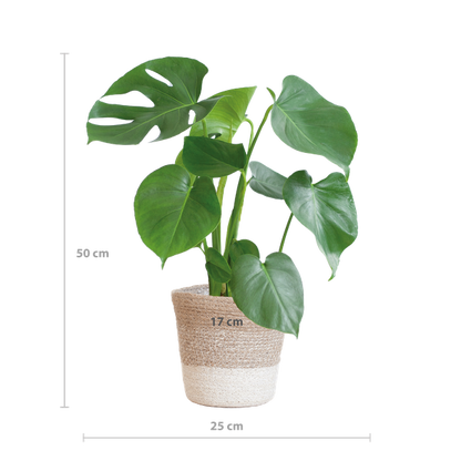 Monstera Deliciosa with Lisbon basket - 50cm - Ø17