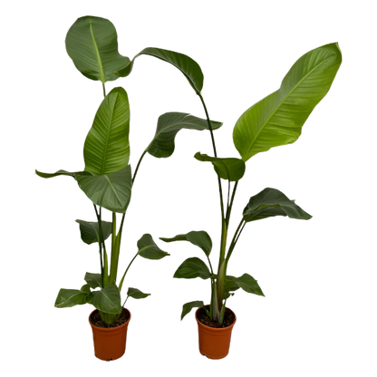 COMBI DEAL - Strelitzia Nicolai - 100 cm - Ø17 - 2 stuks