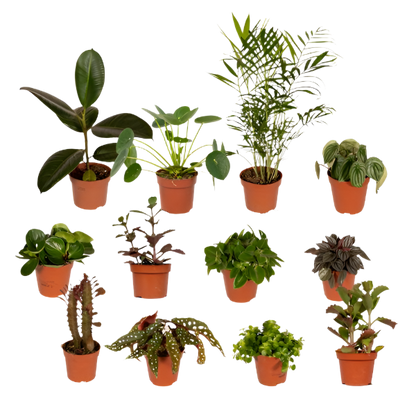 Green lucky birds - Misfits box - 12 plants - Ø12cm
