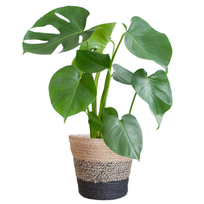 Monstera Deliciosa with Lisbon basket - 50cm - Ø17