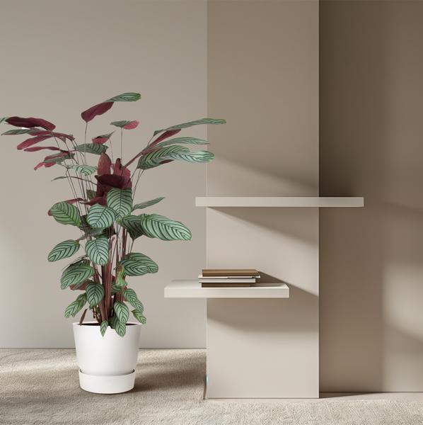 Calathea Oppenheimiana - 140cm - Ø27