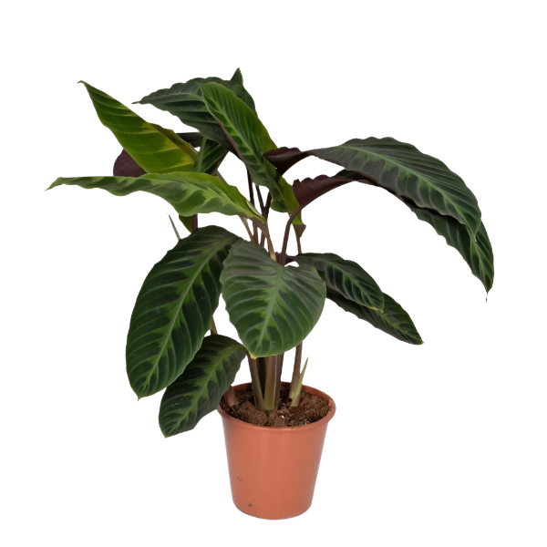 Calathea Warscewiczii - Pauwenplant - 70cm - Ø19