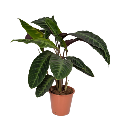 Calathea Warscewiczii - Pauwenplant - 70cm - Ø19