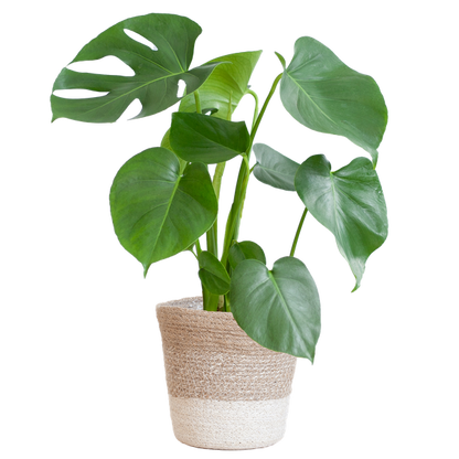 Monstera Deliciosa with Lisbon basket - 50cm - Ø17