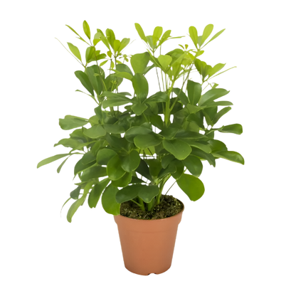 Schefflera Nora - 35cm - Ø13