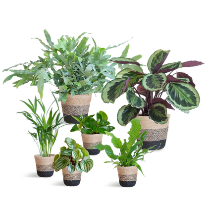 Animal Friendly Plant Box Large with Lisbon Baskets Black - 6 Plants