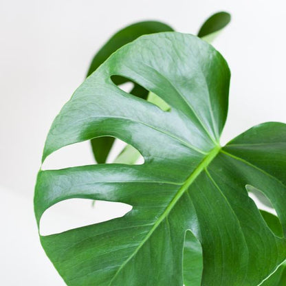 Monstera Deliciosa with Lisbon basket - 50cm - Ø17