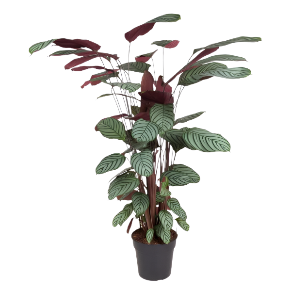 Calathea Oppenheimiana - 140cm - Ø27