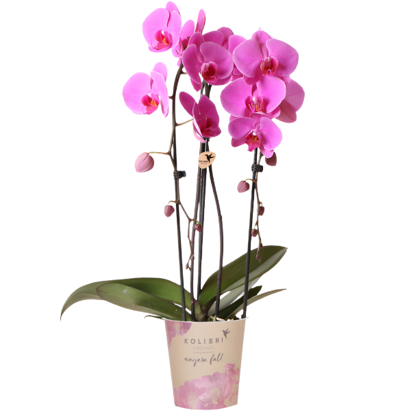 Phalaenopsis Orchidee roze - Niagara Fall - Ø12