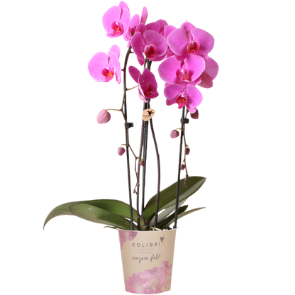 Phalaenopsis Orchidee roze - Niagara Fall - Ø12