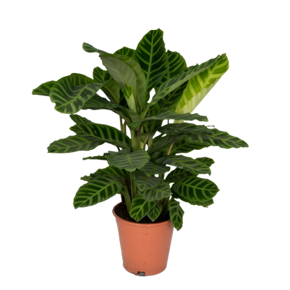 Calathea Zebrina - Peacock Plant - 80cm - Ø19