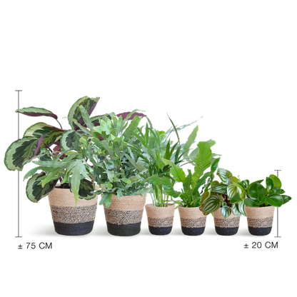 Animal Friendly Plant Box Large with Lisbon Baskets Black - 6 Plants