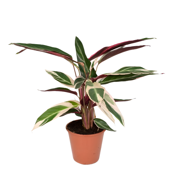 Calathea Triostar - Pauwenplant - 70cm - Ø19