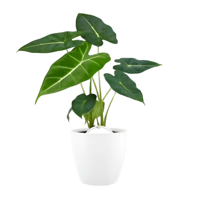 Alocasia Frydek in Brussels pot - 35cm - Ø12