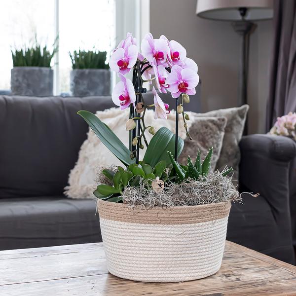 Phalaenopsis Orchidee roze - Niagara Fall - Ø12