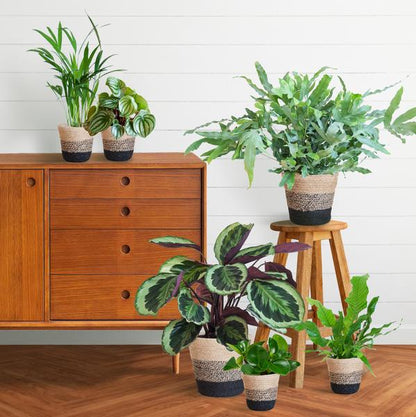 Animal Friendly Plant Box Large with Lisbon Baskets Black - 6 Plants