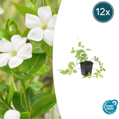 Vinca major &