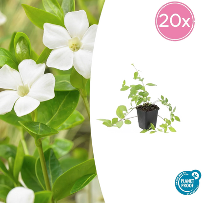Vinca major &