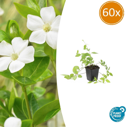 Vinca major &