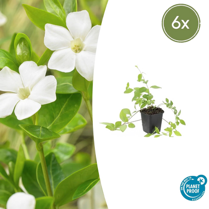 Vinca major &