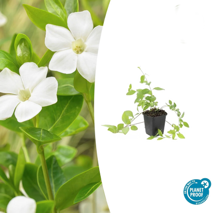 Vinca major &